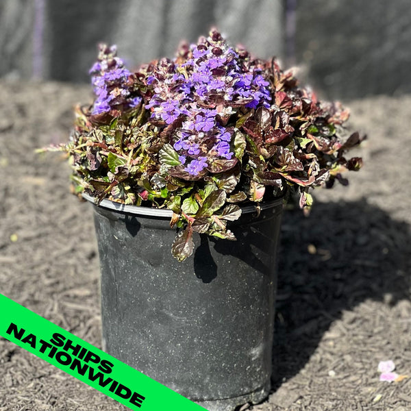 Black Scallop Bugle Weed 1 Gallon (68") Gardens of the World