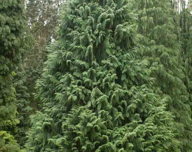 Blue Nootka False Cypress (Blue Alaskan Cedar) - 5 Gallon (2-2.5ft)
