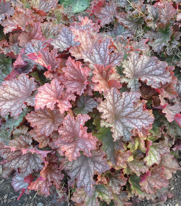 Primo Peachberry Ice Coral Bells
