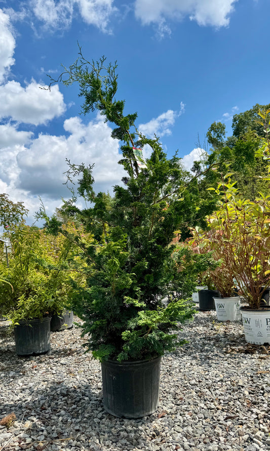 Green Slender Hinoki False Cypress