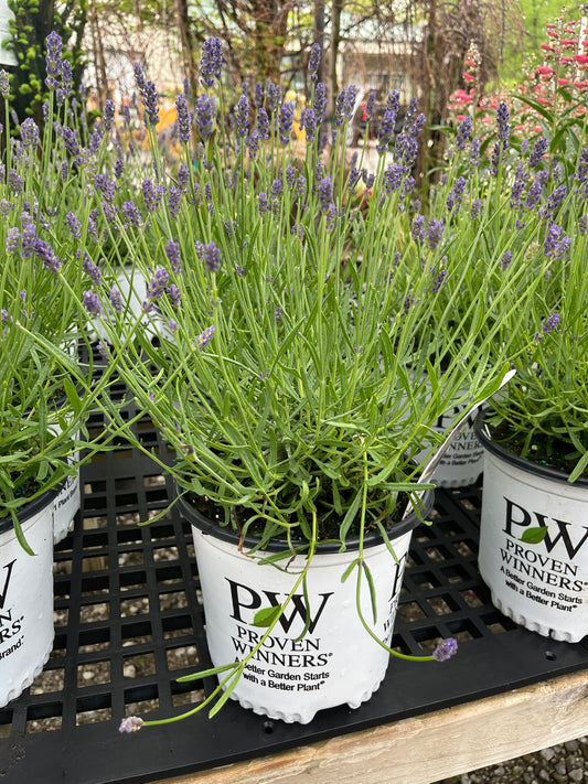 Sweet Romance Lavender