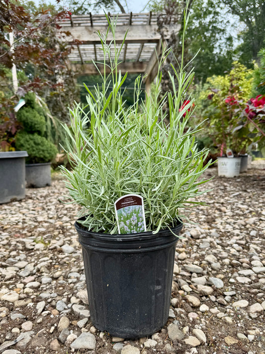 Phenomenal® Lavender