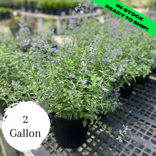 Walkers Low Catmint 2 Gallon (1012") Gardens of the World