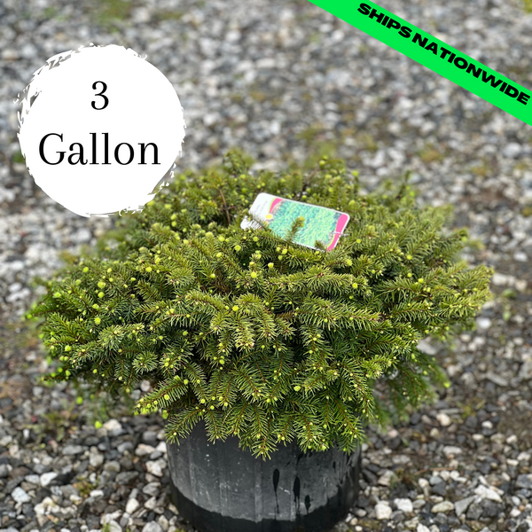 Birds Nest Spruce 3 Gallon Gardens of the World