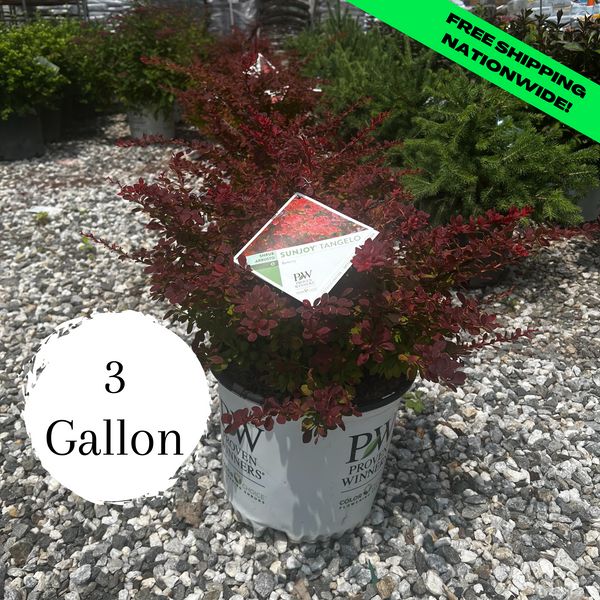 Sunjoy Tangelo Barberry 3 Gallon Gardens of the World
