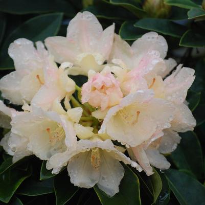 Golden Torch Rhododendron - 2 Gallon (1-1.5ft)