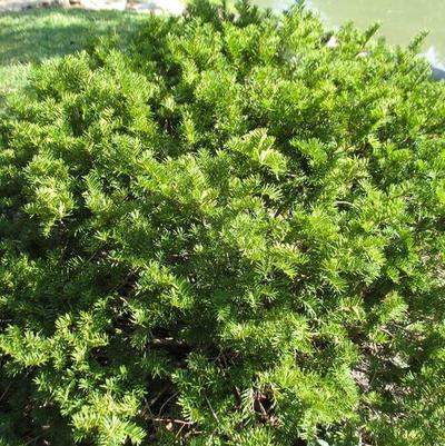 Brownii Yew - 3 Gallon (1.5-2ft)