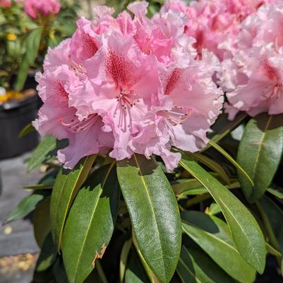 Holden's Pink Flare Rhododendron - 2 Gallon (1-1.5ft)