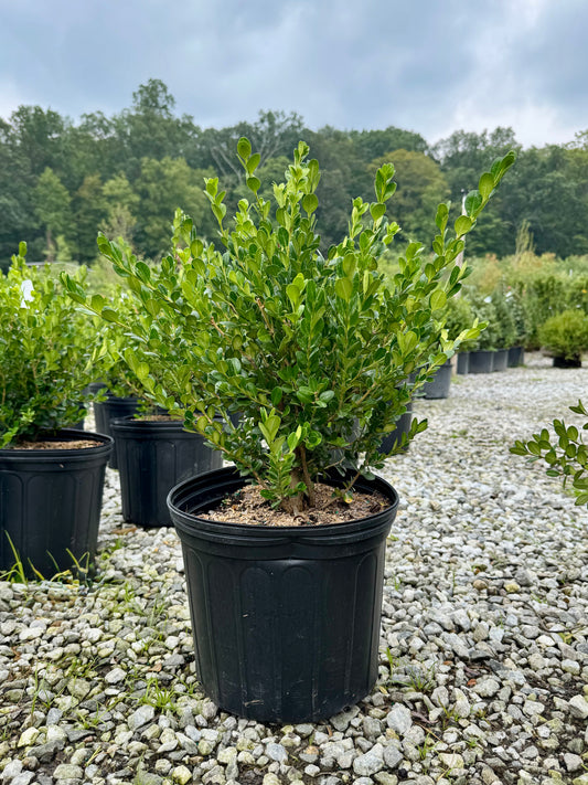 Winter Gem Boxwood