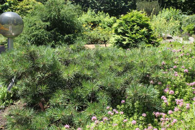 Albyn Prostrate Scots Pine (2ft)