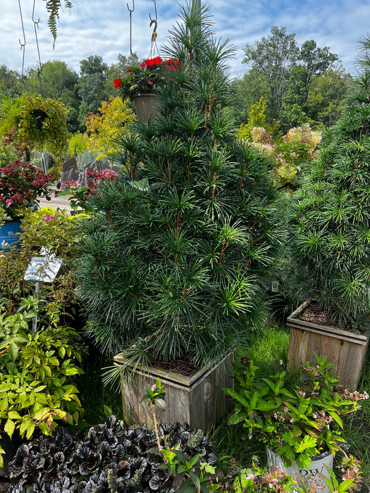 Wintergreen Japanese Umbrella Pine - (5-6ft)
