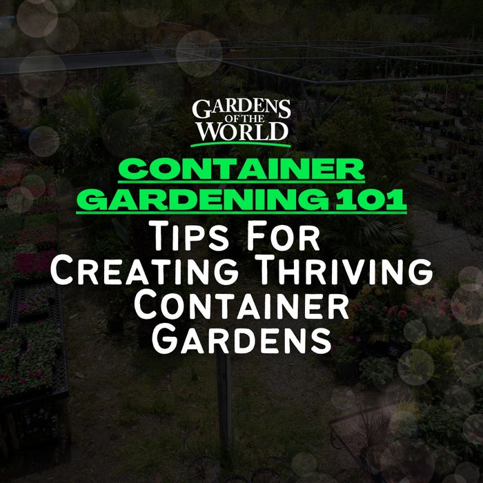 Container Gardening 101: Tips for Creating Thriving Container Gardens