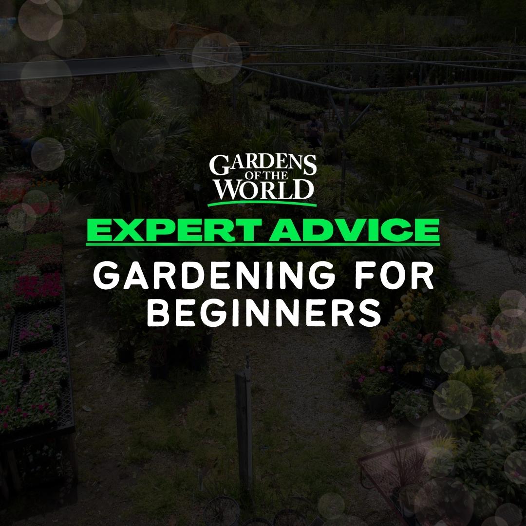 Expert Advice: Gardening For Beginners