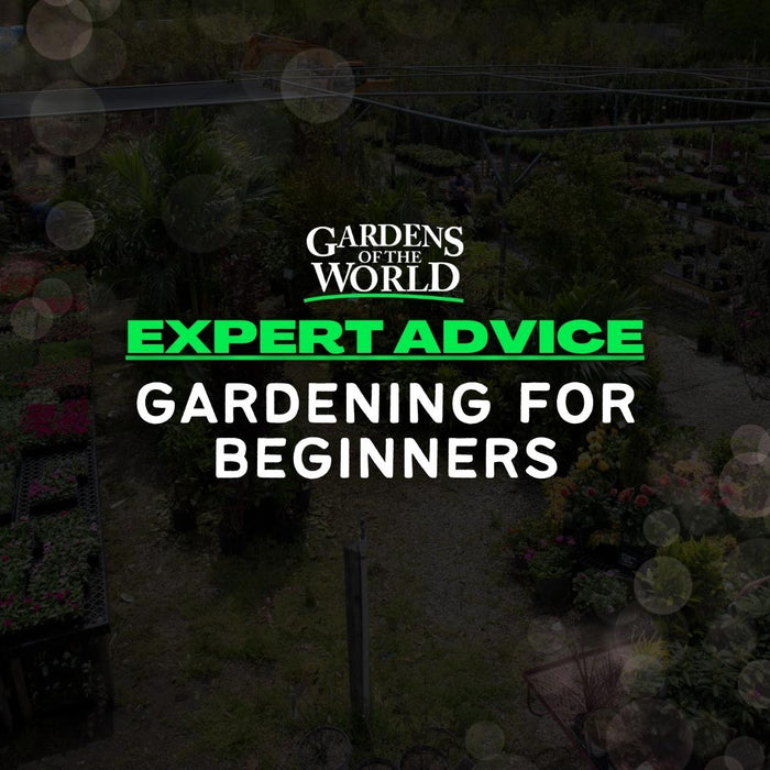 Expert Advice: Gardening For Beginners