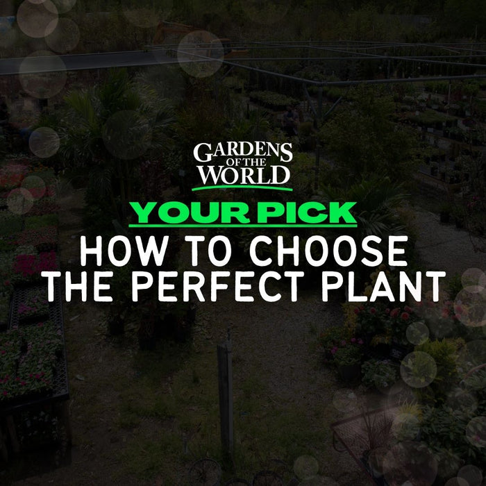 YOUR PICK: How To Choose The Perfect Plant