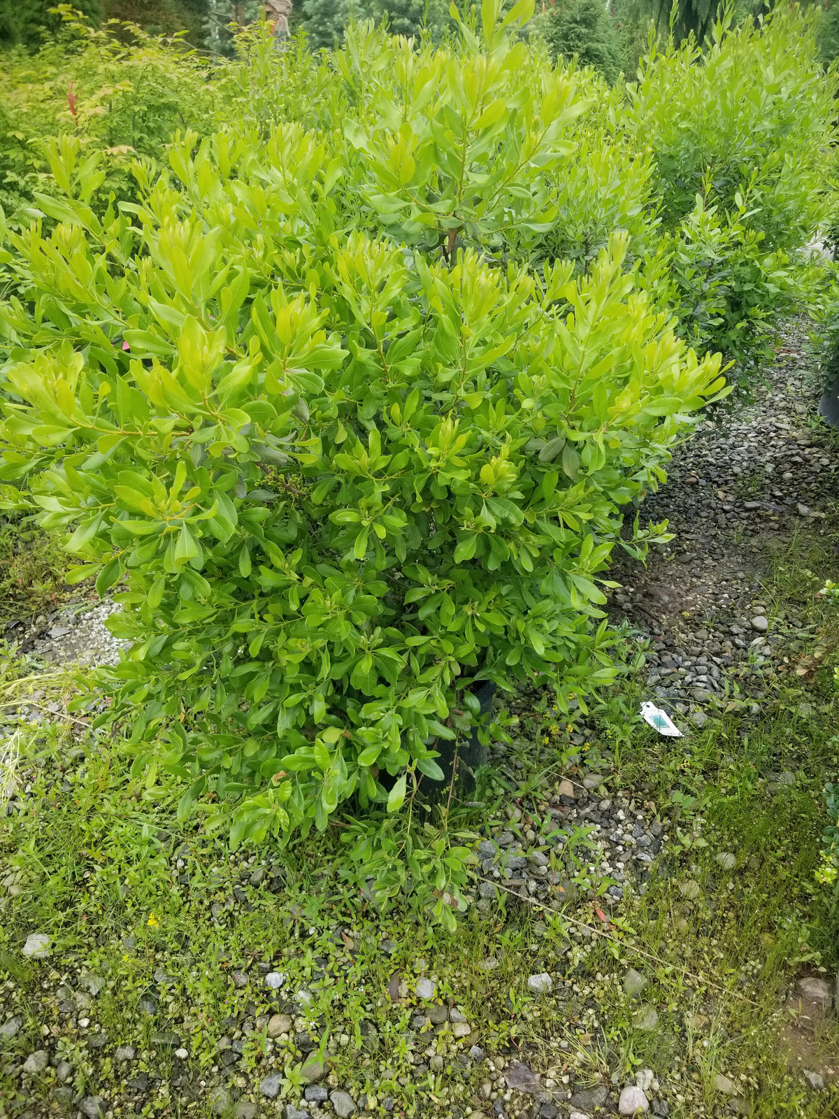 Bayberry — Gardens of the World