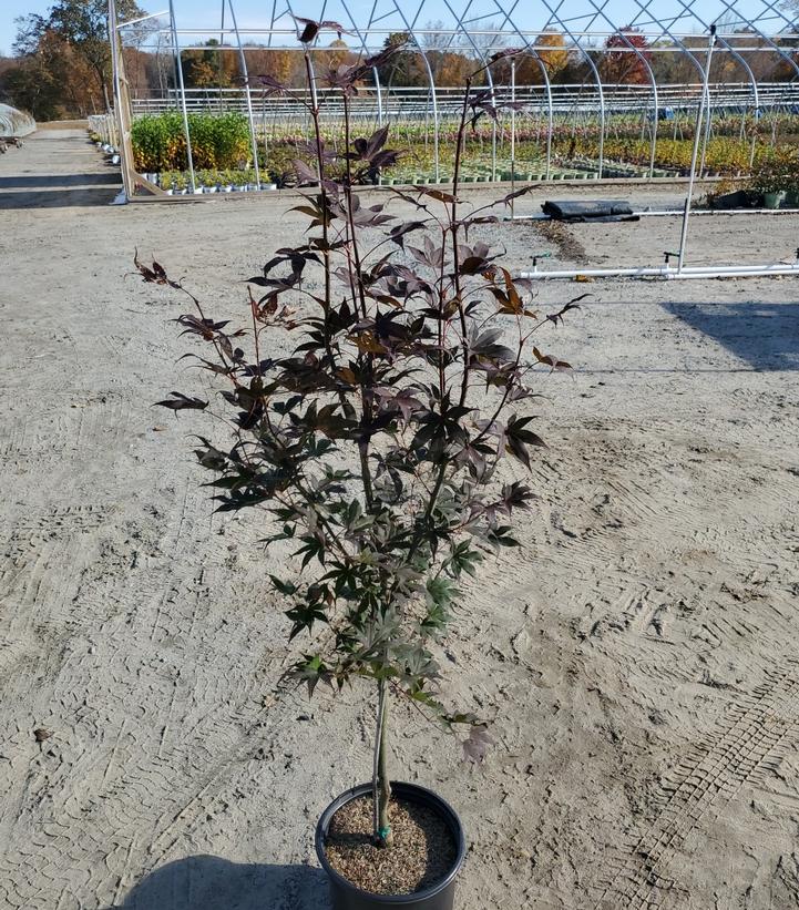 Maple Trees For Sale Online | Many Varieties Available! — Gardens of ...