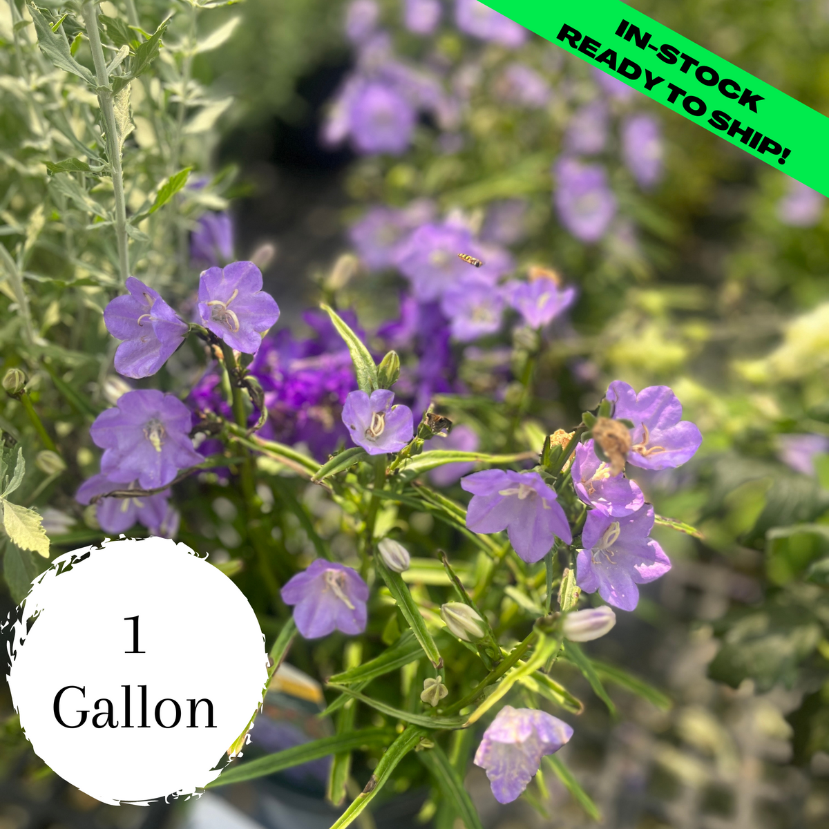 Bellflower — Gardens of the World