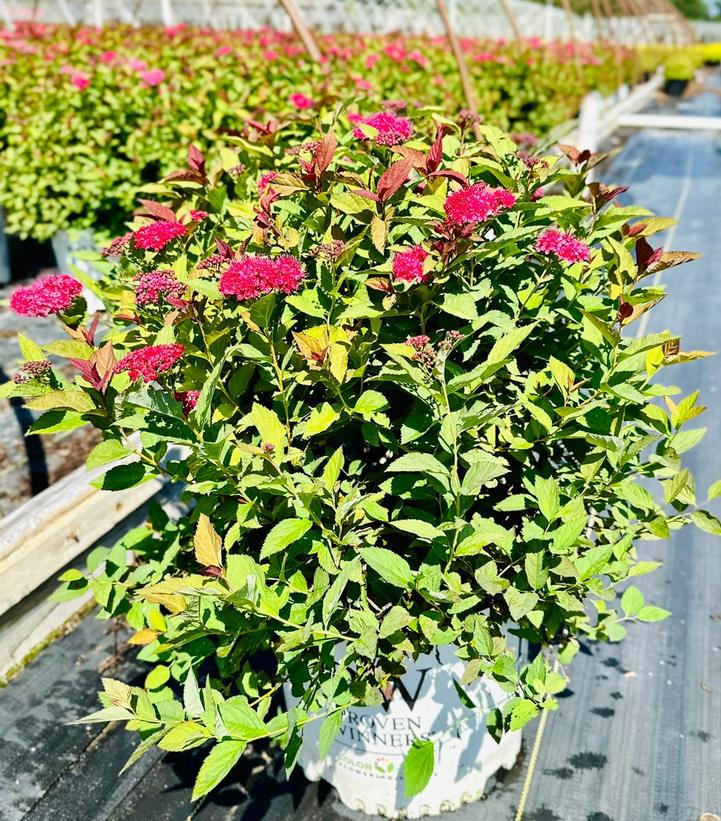 Spirea Shrubs For Sale Online | Many Varieties Available! — Gardens of ...