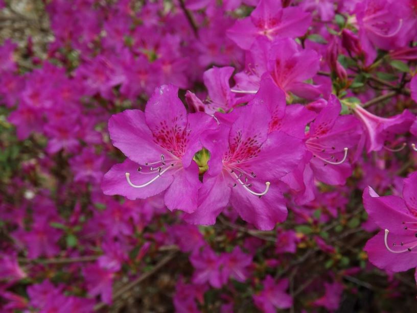Sherwood Orchid Azalea