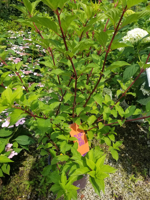 Vanilla Strawberry Panicle Hydrangea