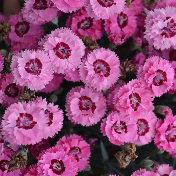 Pretty Poppers Cute As A Button Dianthus