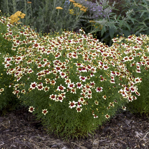 Sizzle & Spice Red Hot Vanilla Coreopsis