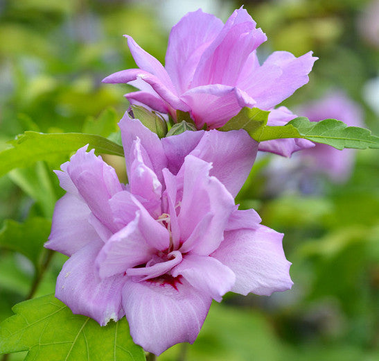 Ardens Rose Of Sharon