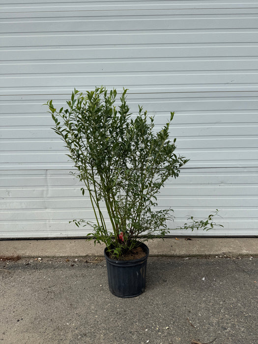 Pink Lemonade Blueberry Bush