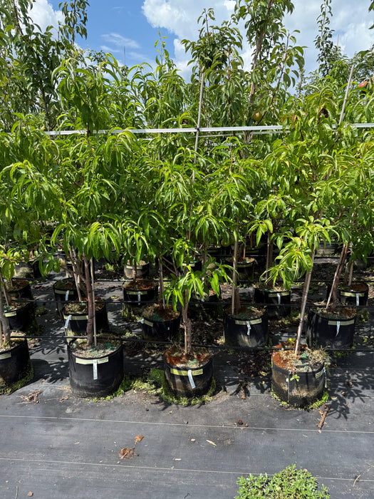 Arctic Glo Nectarine Tree