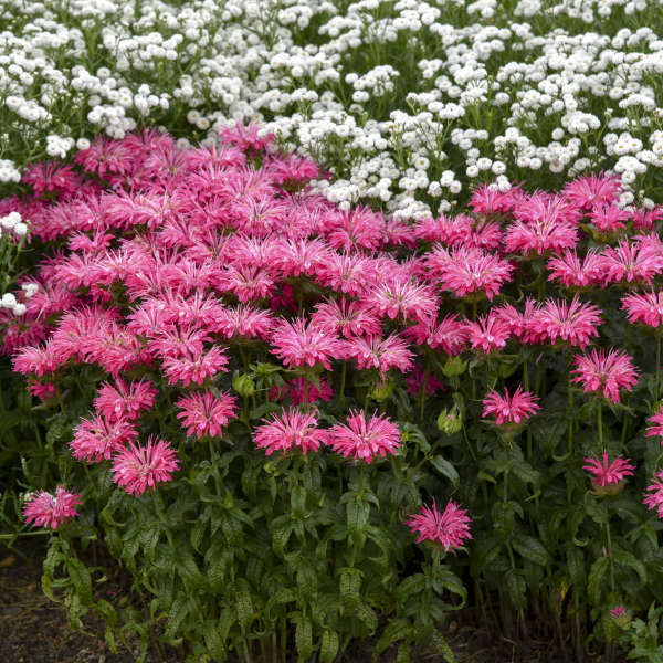 Electric Neon Pink Bee Balm