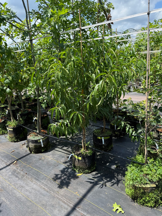 Contender Peach Tree