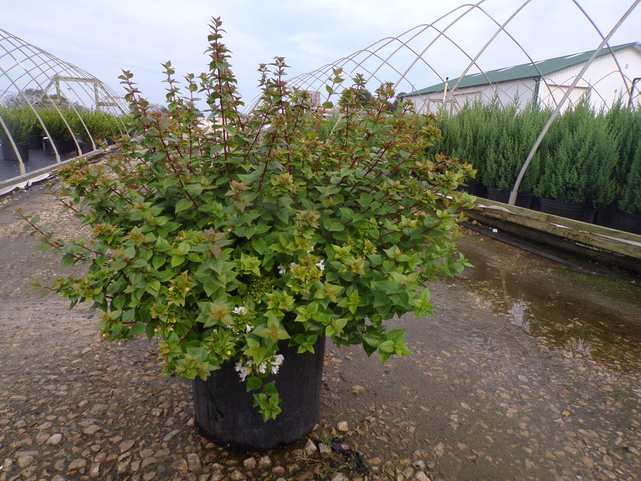 Edward Goucher Abelia