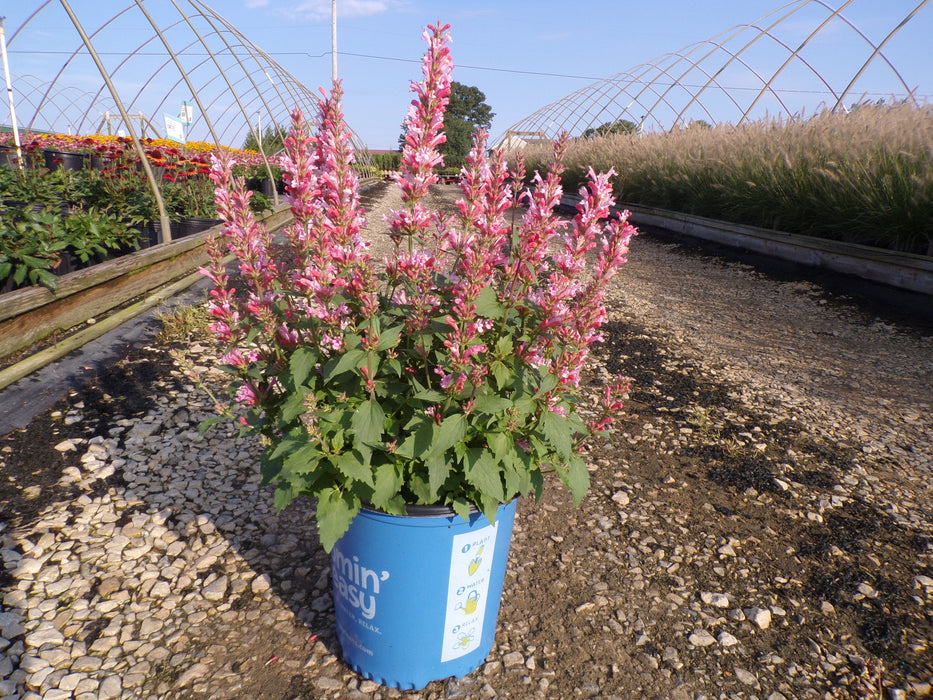 Pink Pearl Hummingbird Mint (Agastache)