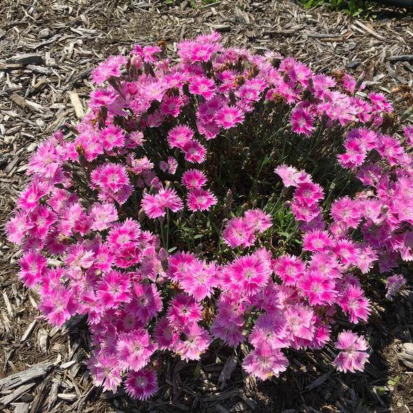 Everbloom Watermelon Ice Dianthus