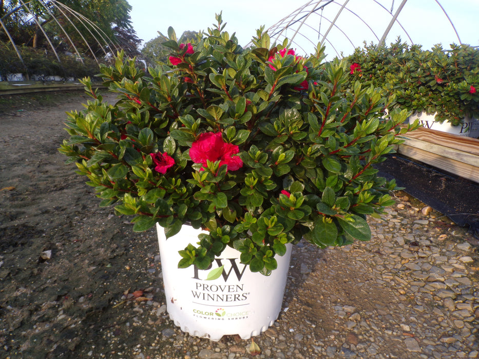 Perfecto Mundo Red Azalea