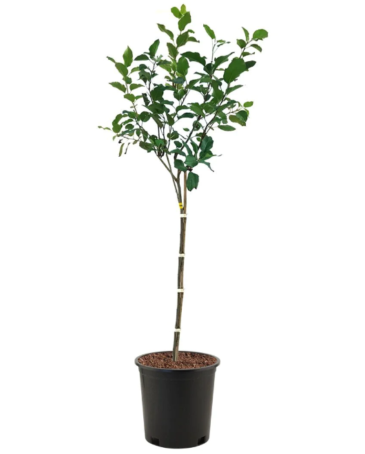 Anna Apple Tree — Gardens of the World