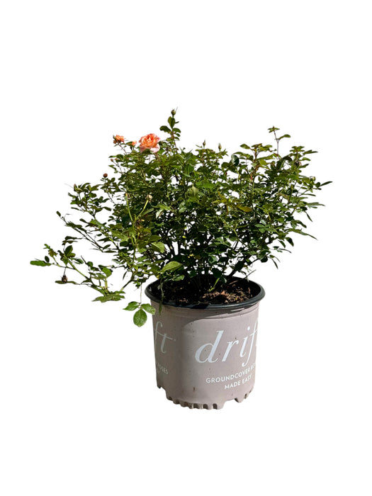 Apricot Drift® Rose