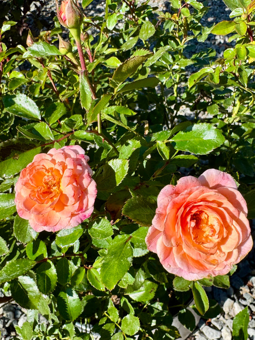 Apricot Drift® Rose