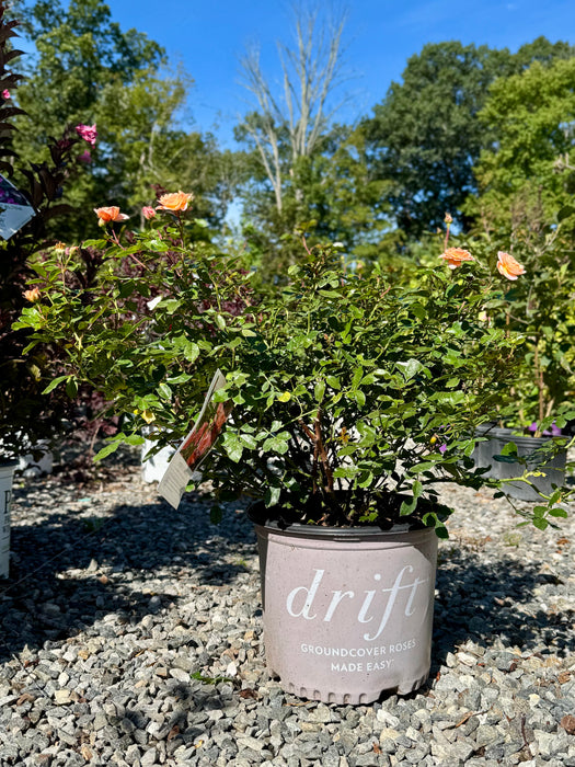 Apricot Drift® Rose