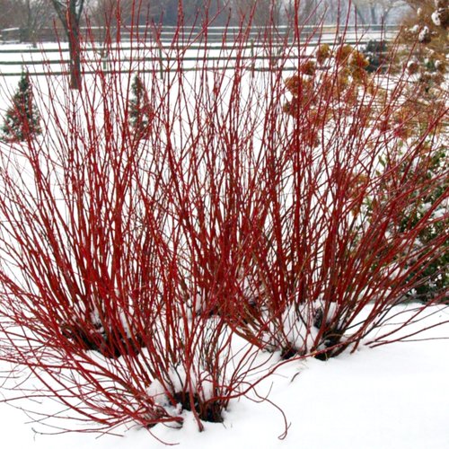 Arctic Fire Red Twig Dogwood