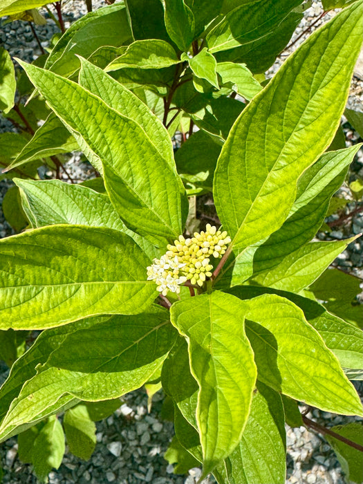 Arctic Fire® Red Twig Dogwood