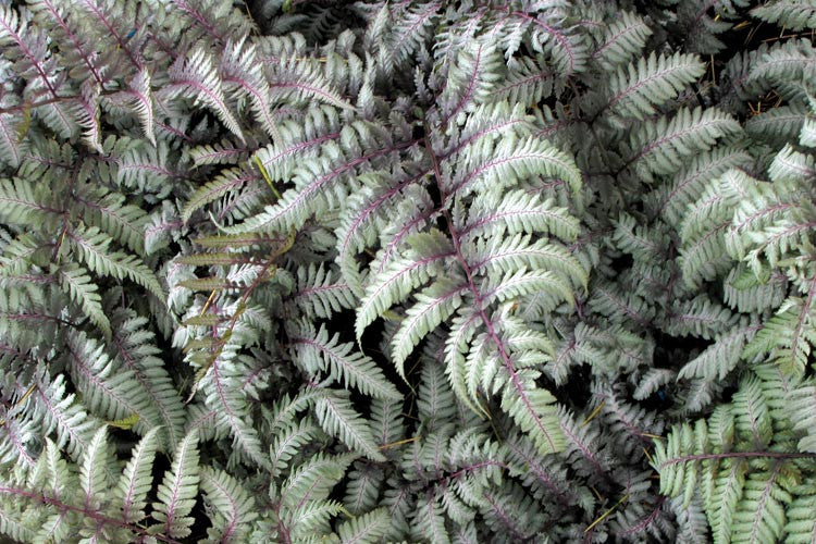 Silver Falls Japanese Painted Fern