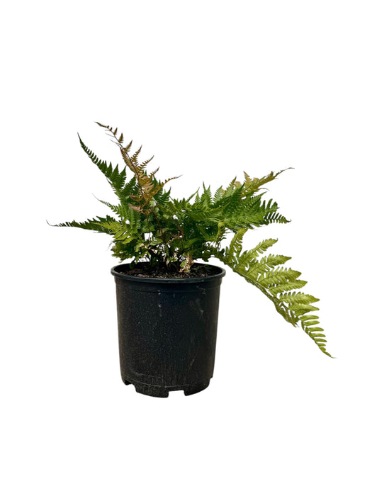 Brilliance Autumn Fern