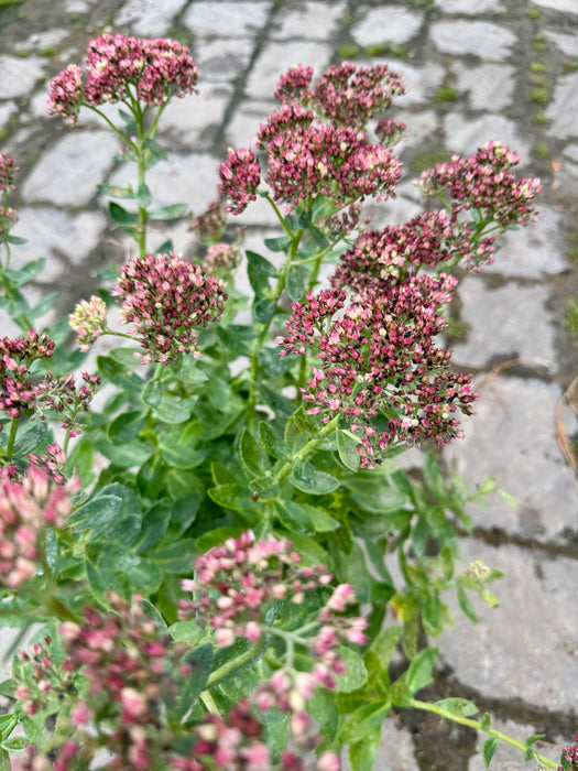 Autumn Joy Stonecrop