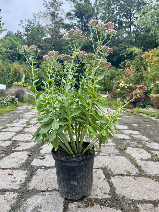Autumn Joy Stonecrop