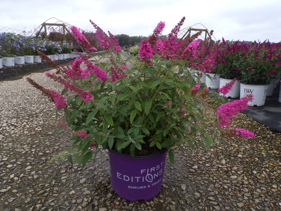 Trippy Pink® Butterfly Bush