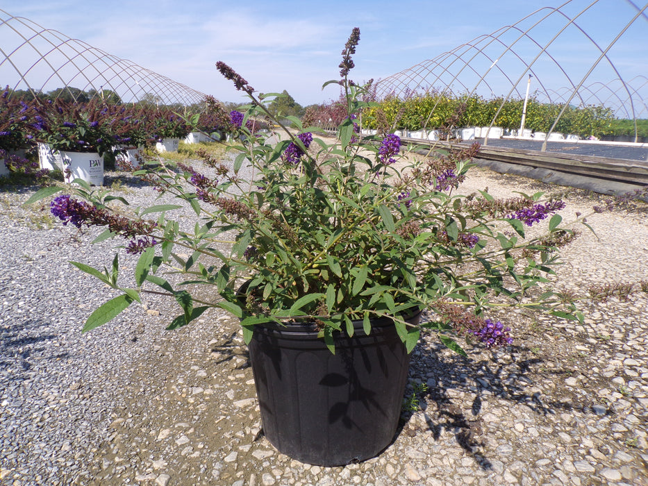 Black Knight Butterfly Bush