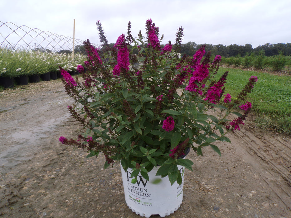 Miss Molly Butterfly Bush
