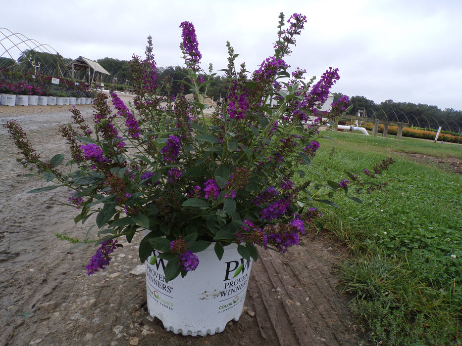 Miss Violet Butterfly Bush